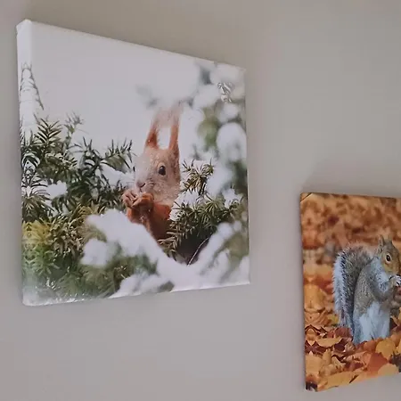 L'ecureuil - Terrasses De Malmedy